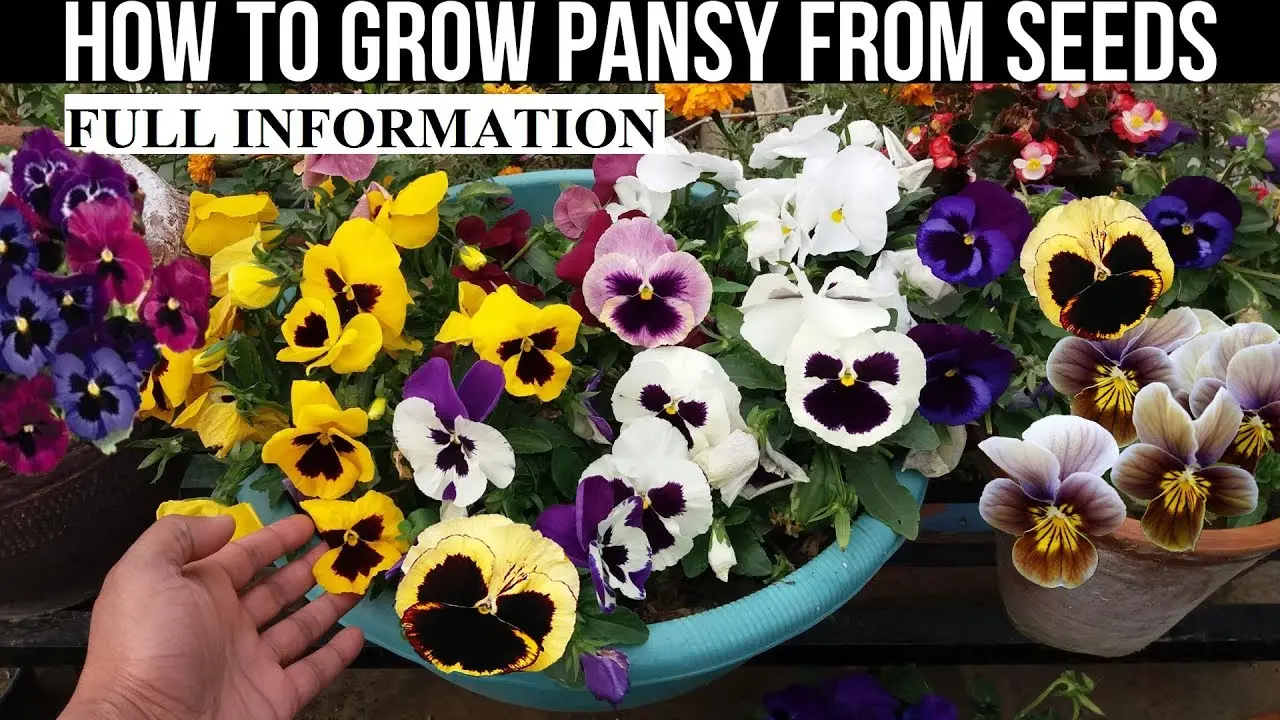 How to plant pansies with seeds