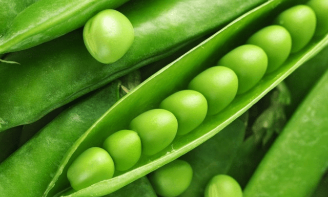 How to plant peas at home