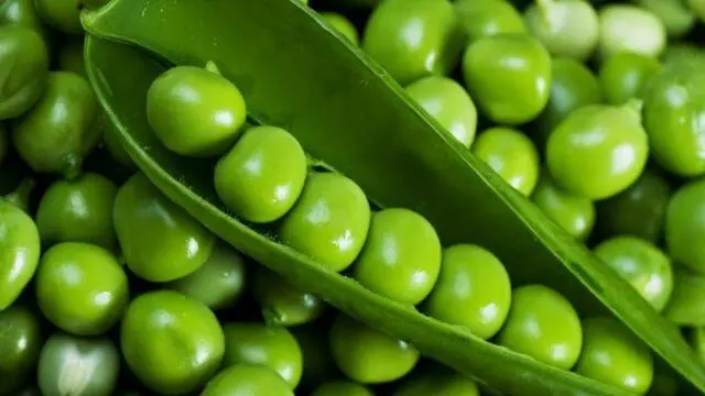 How to plant peas at home