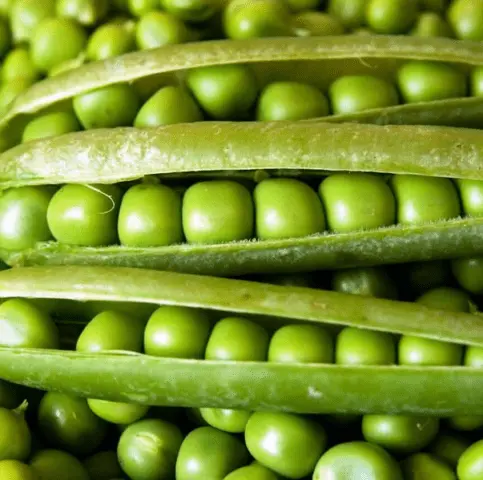 How to plant peas at home