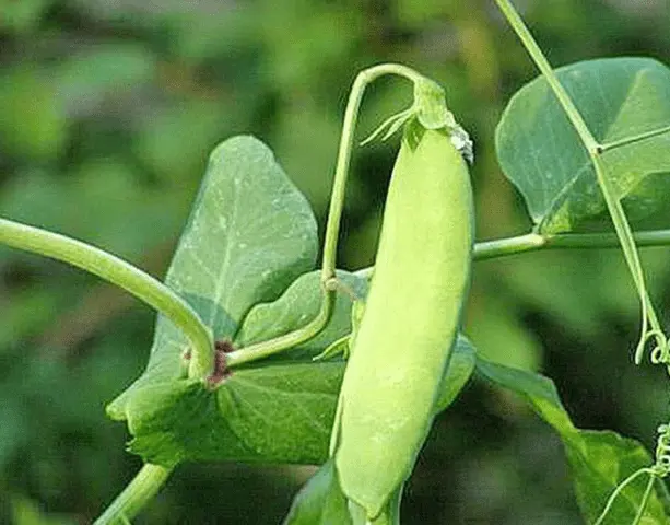 How to plant peas at home