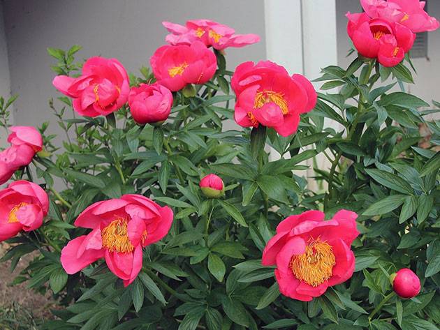 How to plant peonies in autumn 