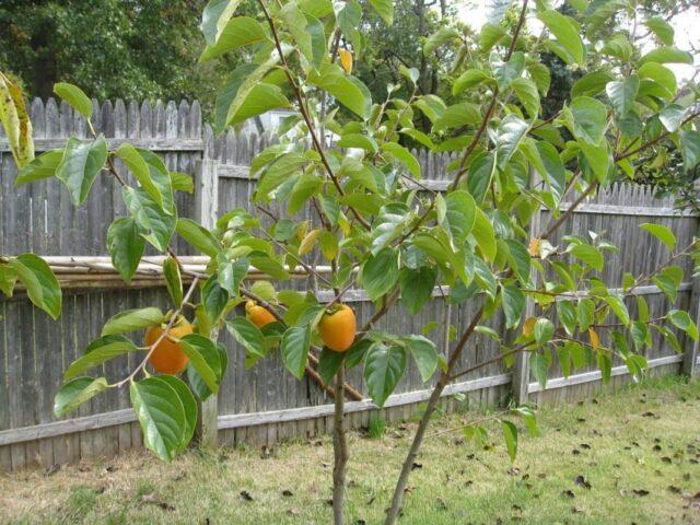 How to plant persimmons in autumn in open ground