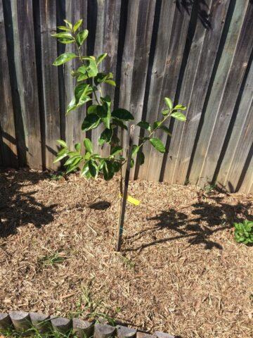 How to plant persimmons in autumn in open ground