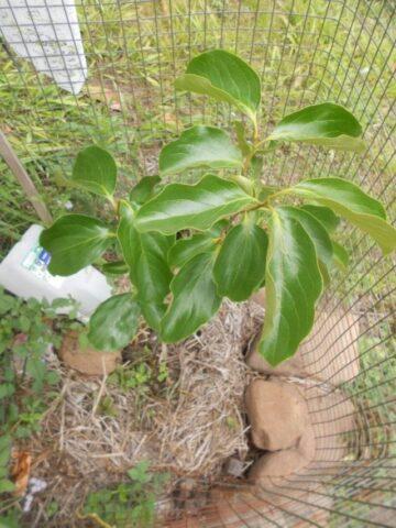 How to plant persimmons in autumn in open ground