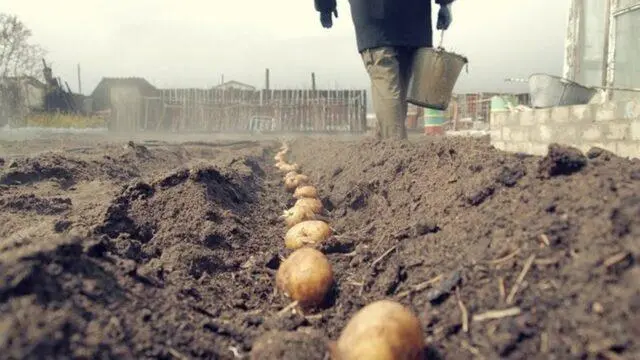 How to plant potatoes before winter