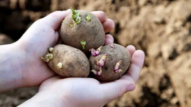 How to plant potatoes before winter