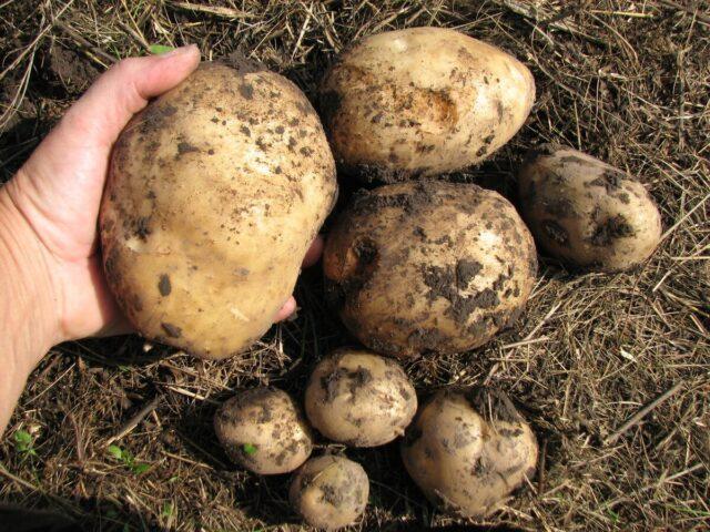 How to plant potatoes before winter