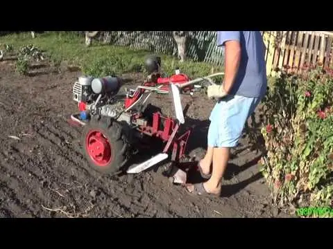 How to plant potatoes before winter