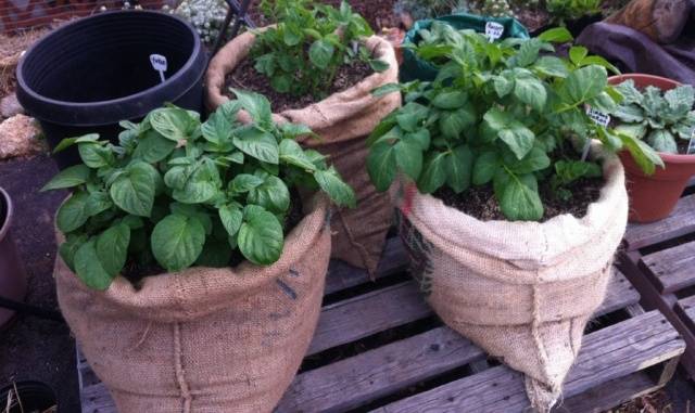 How to plant potatoes in bags 