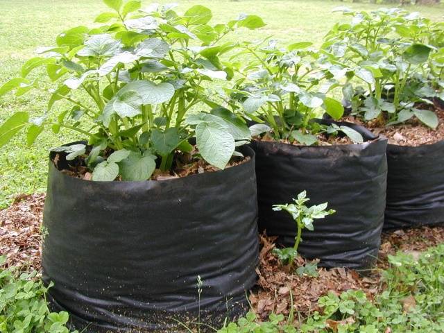 How to plant potatoes in bags 