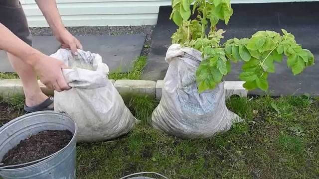 How to plant potatoes in bags 