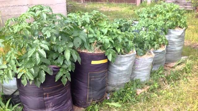 How to plant potatoes in bags 