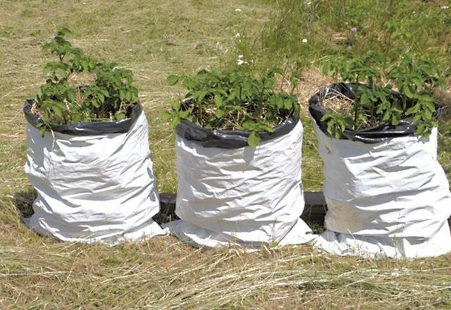 How to plant potatoes in bags 