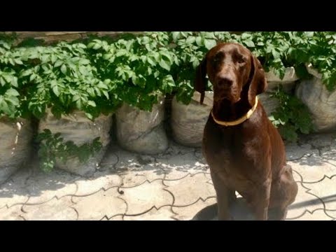 How to plant potatoes in bags 