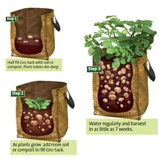 How to plant potatoes in bags 
