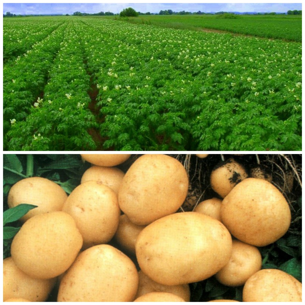 How to plant potatoes: tips for beginners