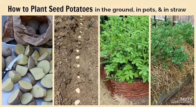 How to plant potatoes: tips for beginners