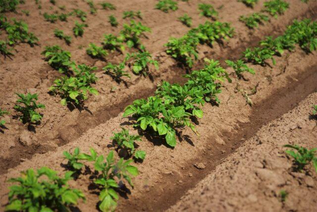 How to plant potatoes with eyes