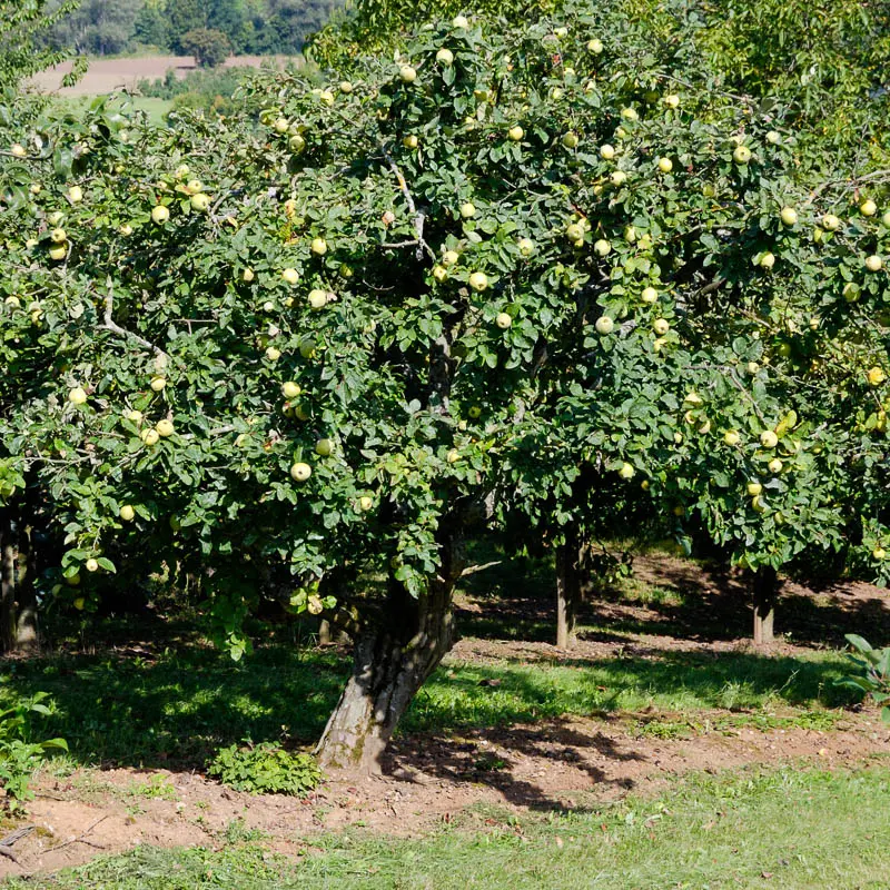 How to plant quince in open ground in spring and autumn?