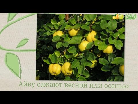 How to plant quince in open ground in spring and autumn?