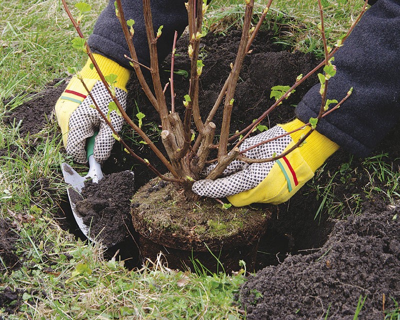 How to plant quince in open ground in spring and autumn?