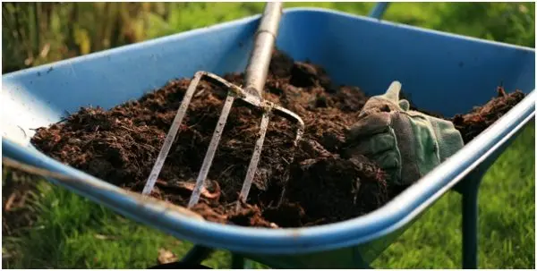 How to plant quince in open ground in spring and autumn?