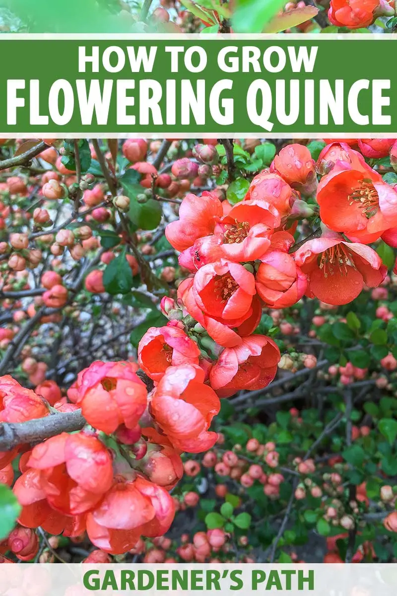 How to plant quince in open ground in spring and autumn?