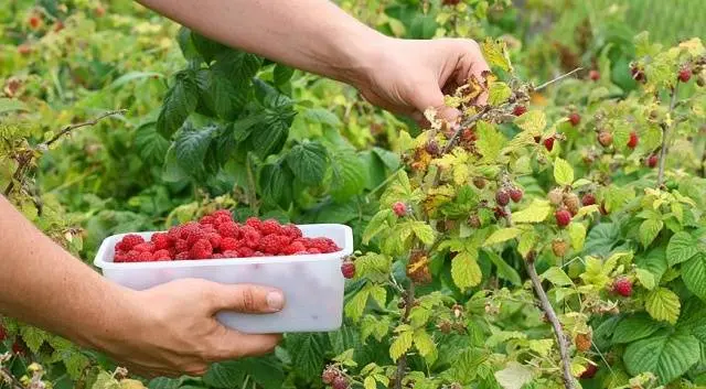 How to plant raspberries