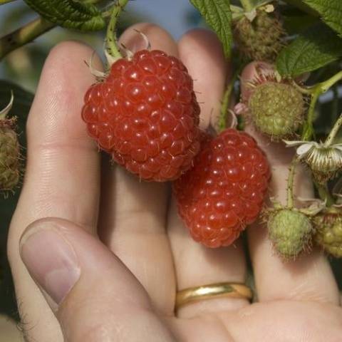 How to plant raspberries