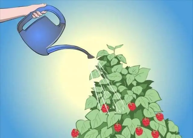 How to plant raspberries