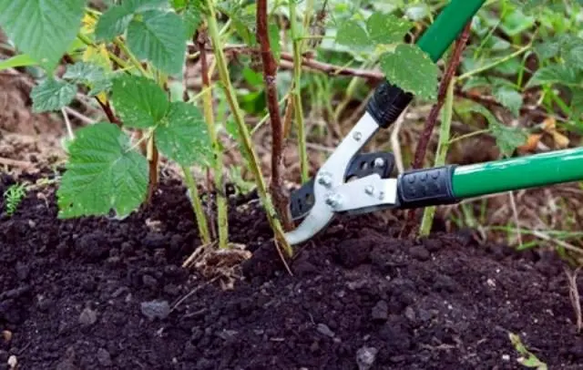 How to plant raspberries