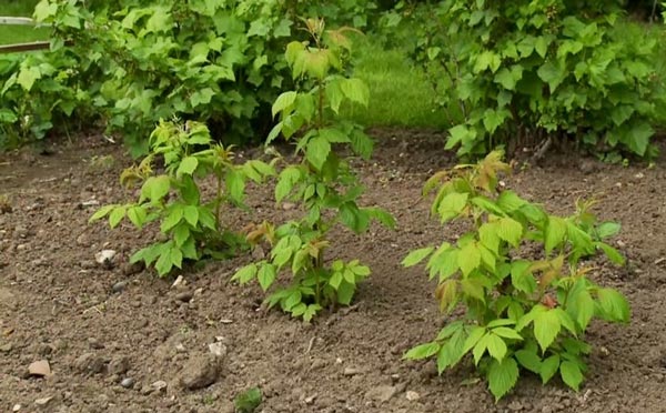 How to plant raspberries and care for them: rules for planting in the open field