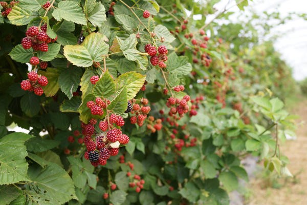 How to plant raspberries and care for them: rules for planting in the open field