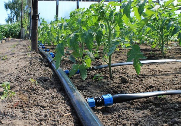 How to plant raspberries and care for them: rules for planting in the open field