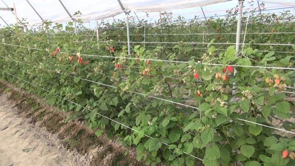 How to plant raspberries and care for them: rules for planting in the open field