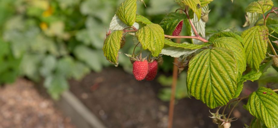 How to plant raspberries and care for them: rules for planting in the open field