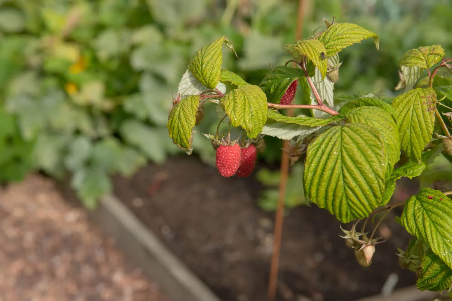 How to plant raspberries and care for them: rules for planting in the open field