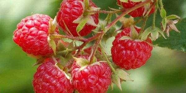 How to plant raspberries in autumn