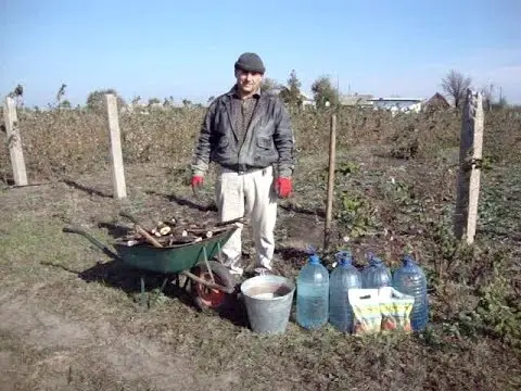 How to plant raspberries in autumn