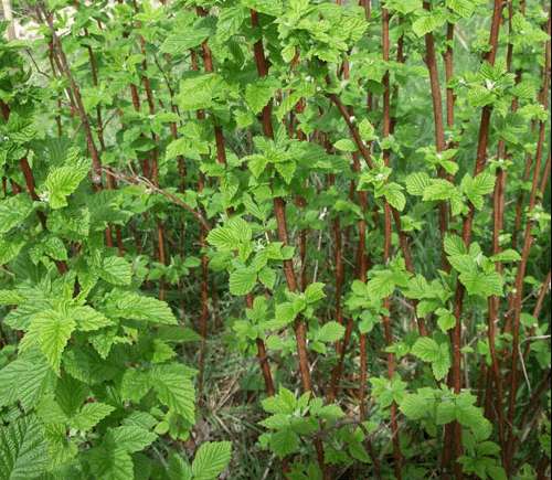 How to plant raspberries in autumn