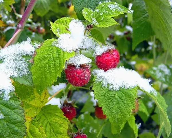 How to plant raspberries in autumn