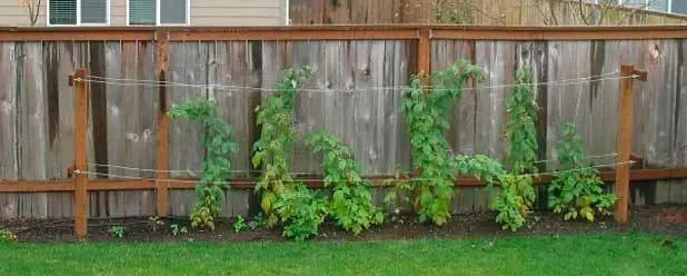 How to plant raspberries in autumn