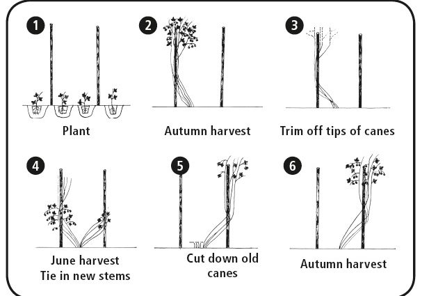 How to plant raspberries in autumn