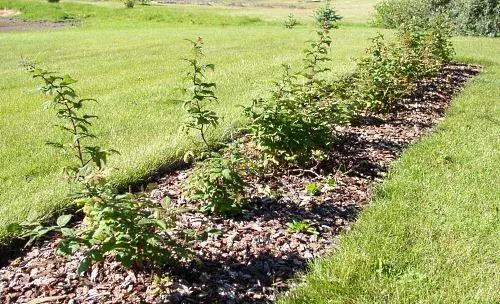 How to plant raspberries in autumn