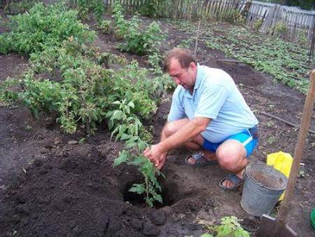 How to plant raspberries in autumn