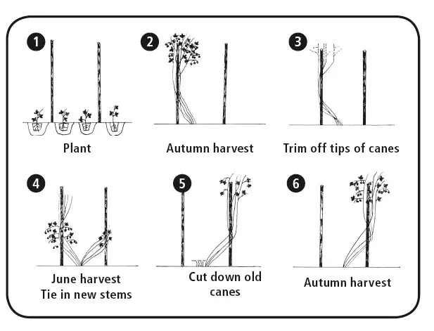 How to plant raspberries in autumn