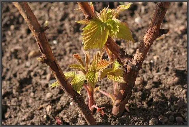 How to plant raspberries in spring: step by step instructions