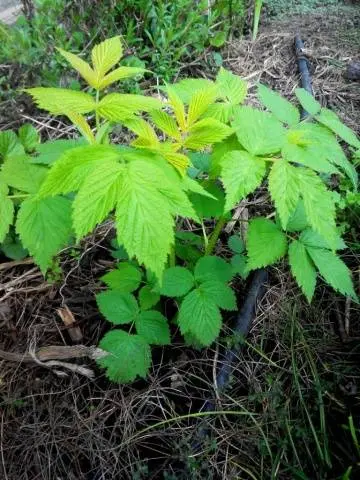 How to plant raspberries in spring: step by step instructions