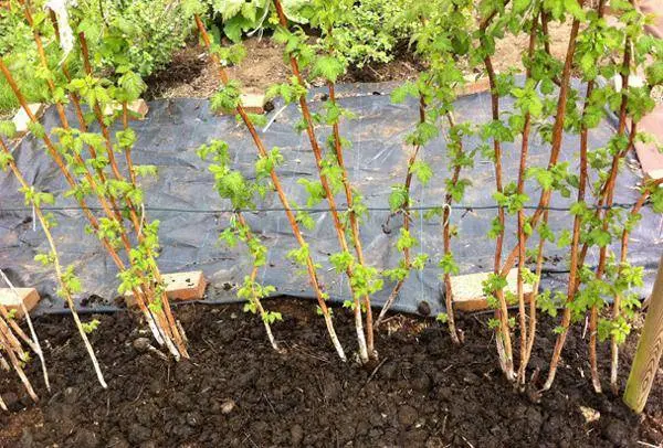 How to plant raspberries in spring: step by step instructions